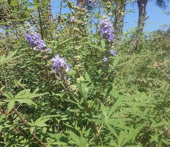 Apartahotel Dantel Sahil