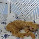 Dantel Sahil Selimiye (Aegean)