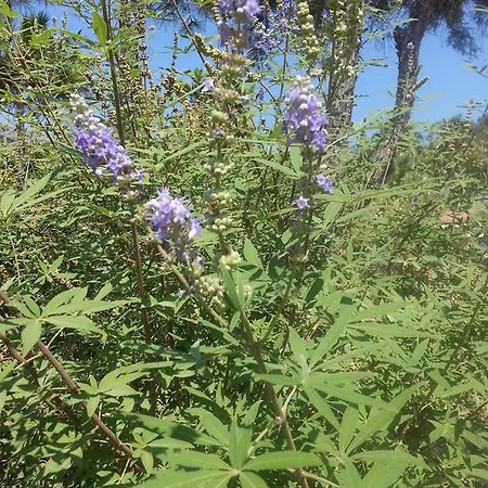 公寓式酒店 Dantel Sahil